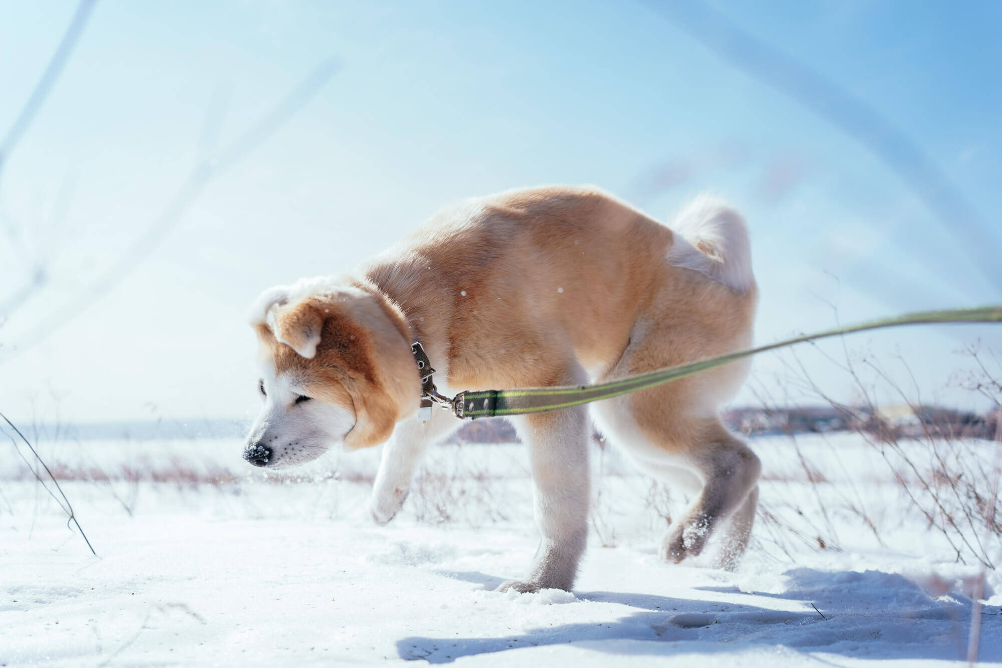 秋田犬の身体的な特徴